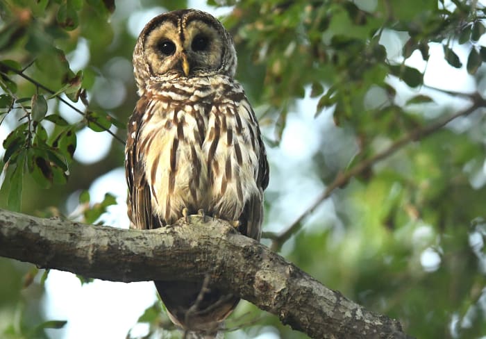 Another name for a Barred Owl is a Swamp Owl.